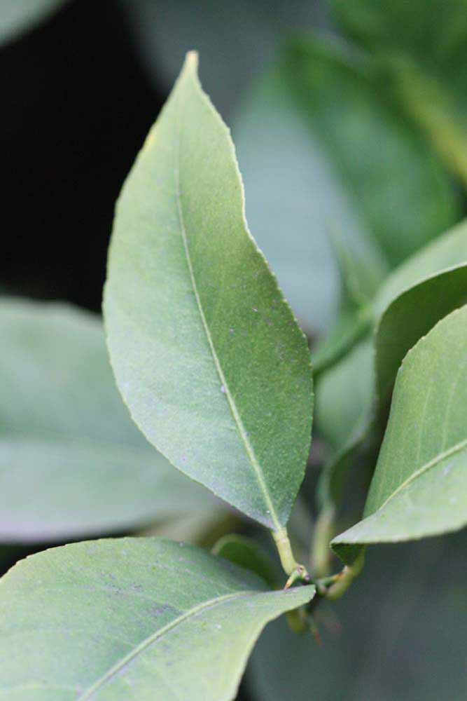                 Unifoliolate leaf (Monroe, Riverside,   CA)       